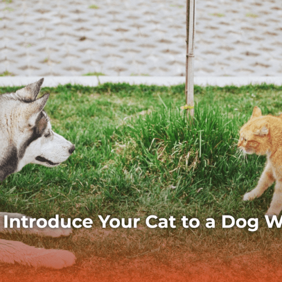 7 Steps to Introduce Your Cat to a Dog Without Stress