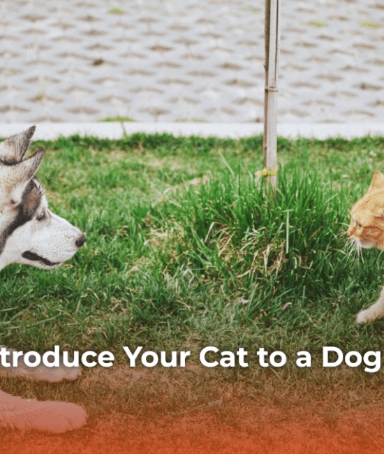 7 Steps to Introduce Your Cat to a Dog Without Stress