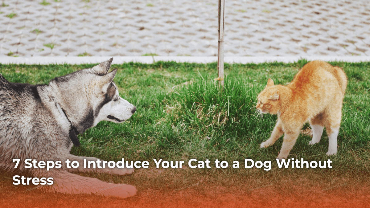 7 Steps to Introduce Your Cat to a Dog Without Stress