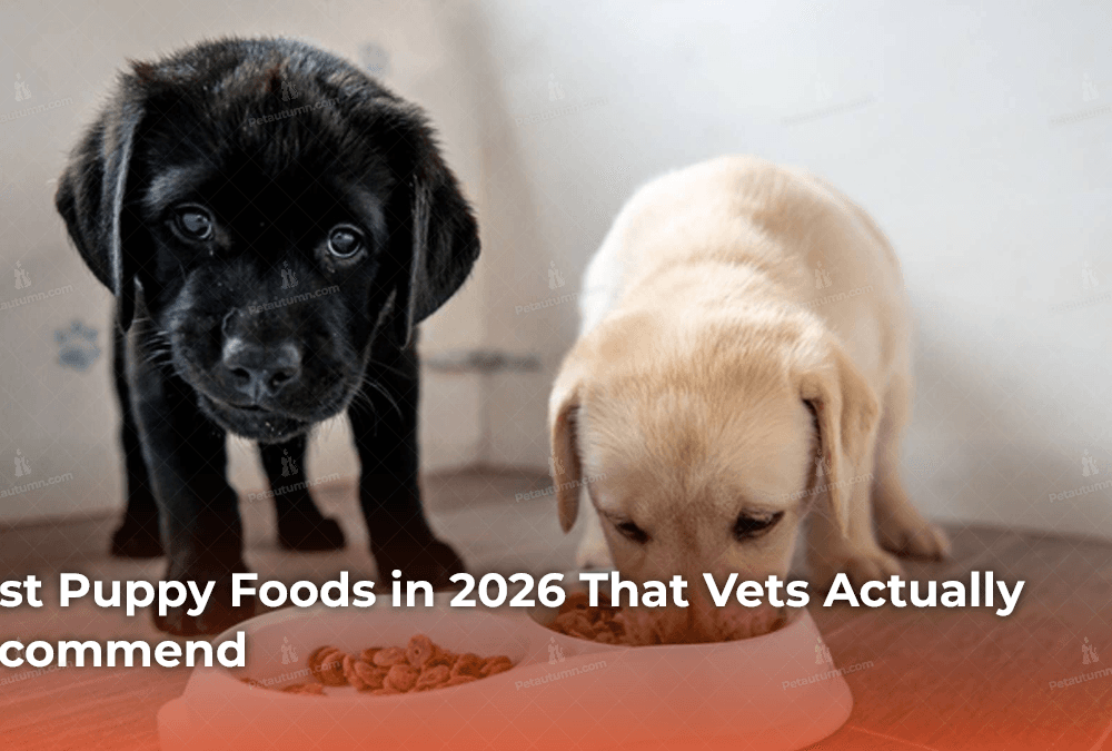 Best Puppy Foods in 2026 That Vets Actually Recommend