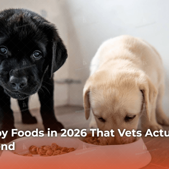 Best Puppy Foods in 2026 That Vets Actually Recommend