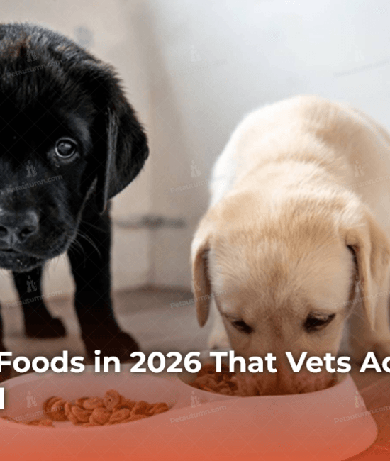 Best Puppy Foods in 2026 That Vets Actually Recommend