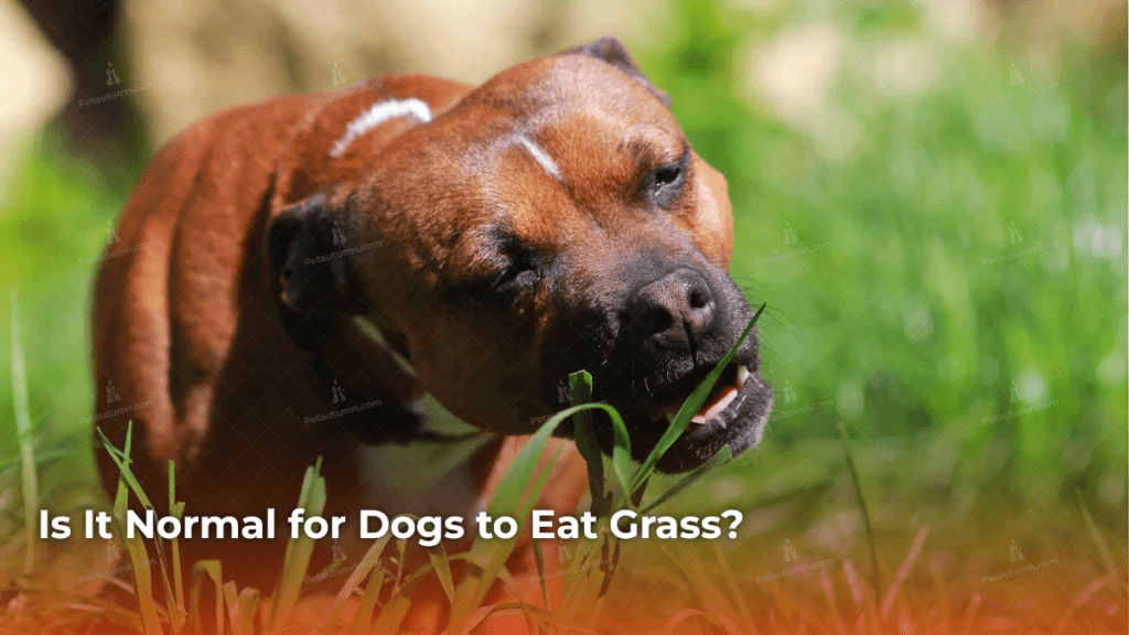 Is It Normal for Dogs to Eat Grass?