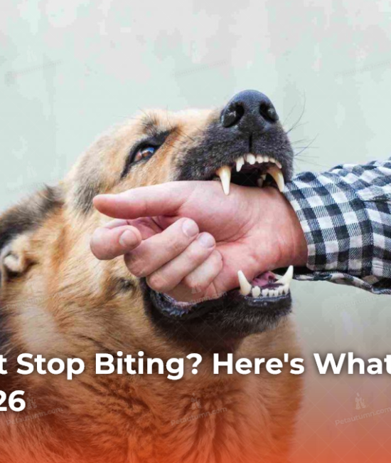 Puppy Won't Stop Biting? Here's What Actually Works in 2026