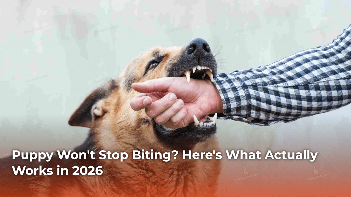 Puppy Won’t Stop Biting? Here’s What Actually Works in 2026