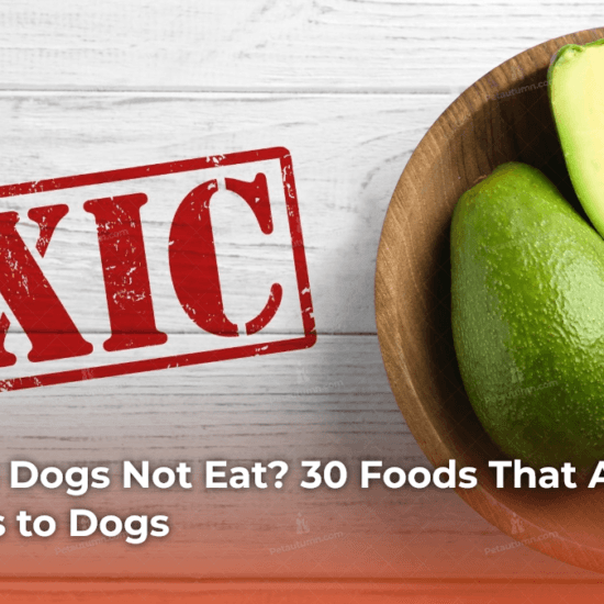 What Can Dogs Not Eat_ 30 Foods That Are Poisonous to Dogs