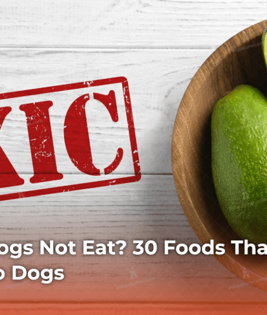 What Can Dogs Not Eat_ 30 Foods That Are Poisonous to Dogs