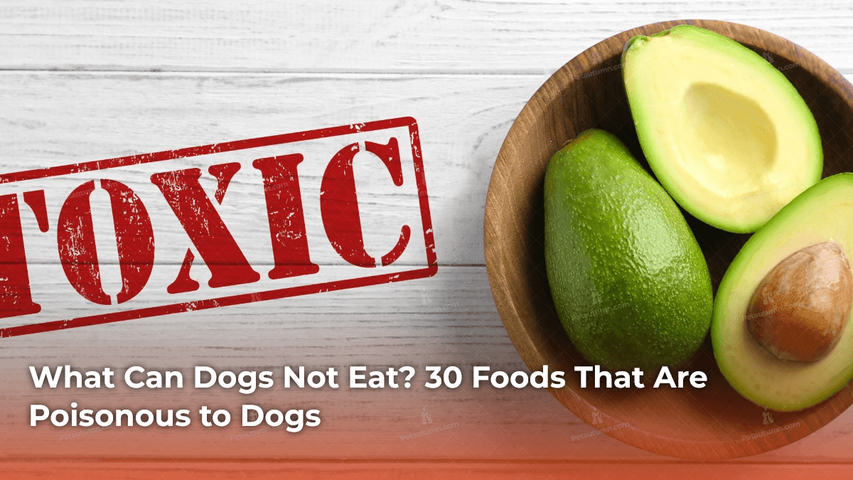 What Can Dogs Not Eat? 30 Foods That Are Poisonous to Dogs