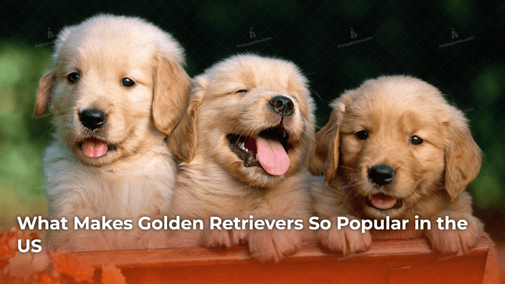 What Makes Golden Retrievers So Popular in the US