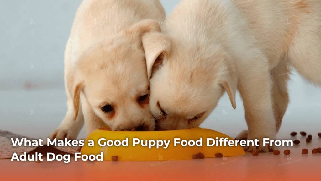 What Makes a Good Puppy Food Different From Adult Dog Food