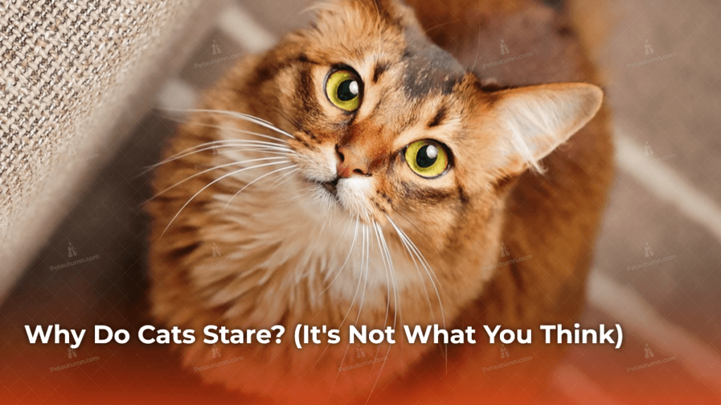 Why Do Cats Stare_ (It's Not What You Think)