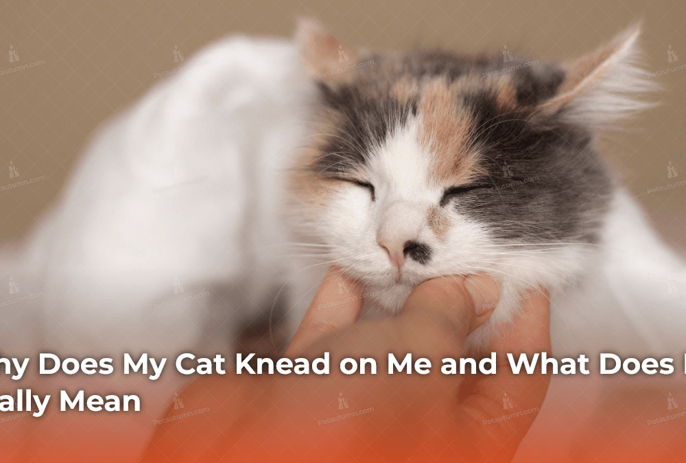 Why Does My Cat Knead on Me and What Does It Really Mean