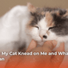 Why Does My Cat Knead on Me and What Does It Really Mean
