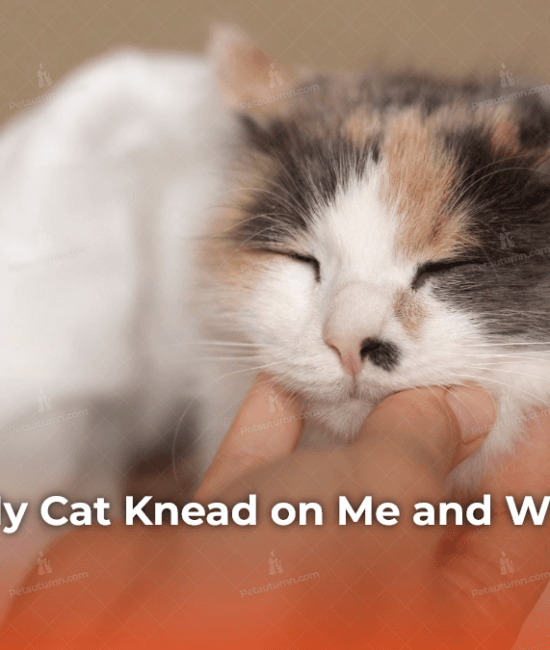 Why Does My Cat Knead on Me and What Does It Really Mean