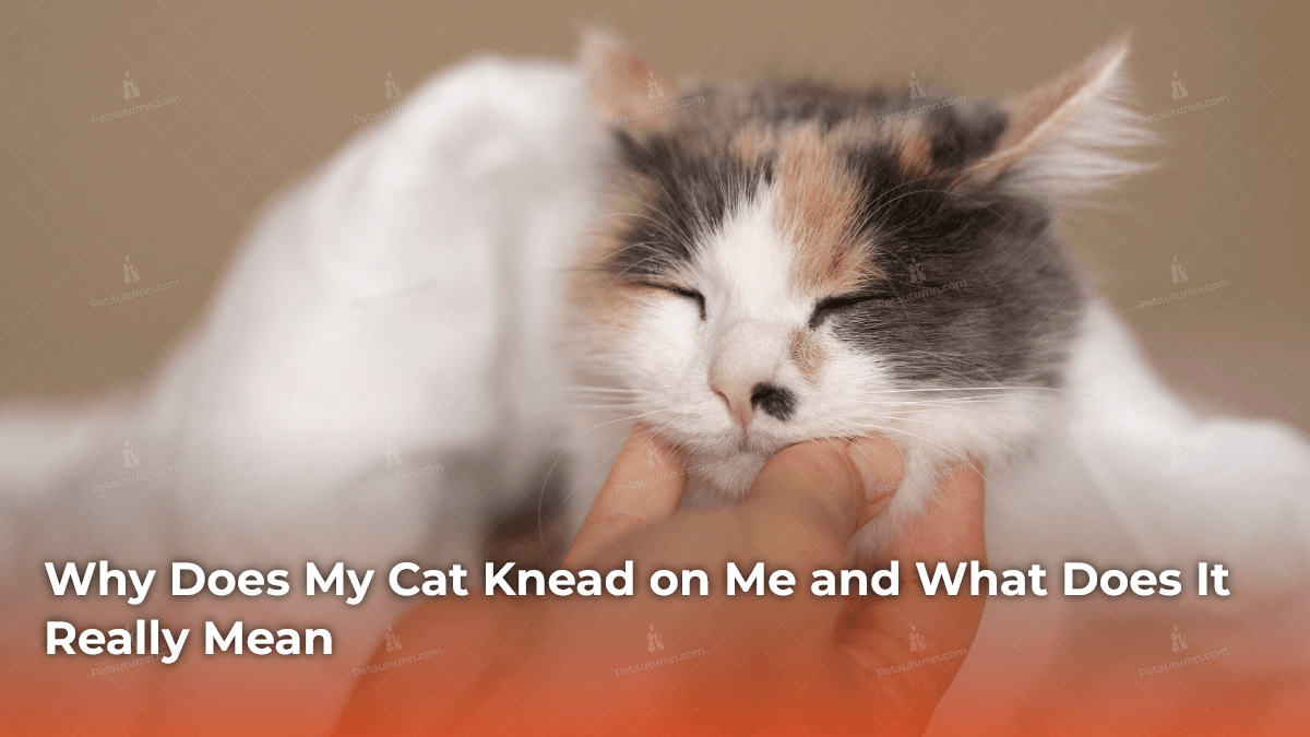Why Does My Cat Knead on Me and What Does It Really Mean