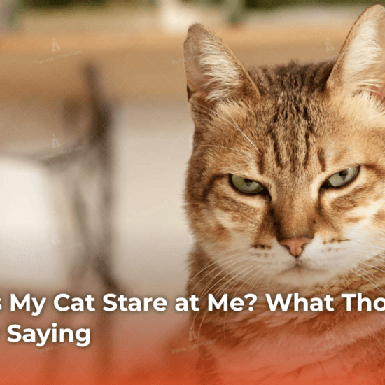Why Does My Cat Stare at Me_ What Those Eyes Are Really Saying