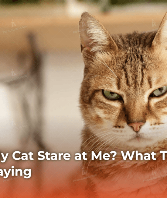 Why Does My Cat Stare at Me_ What Those Eyes Are Really Saying