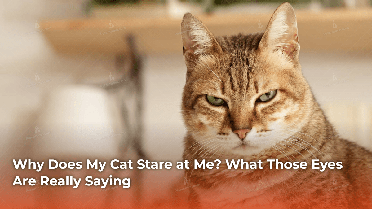 Why Does My Cat Stare at Me_ What Those Eyes Are Really Saying