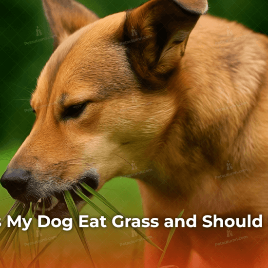 Why Does My Dog Eat Grass and Should I Worry?