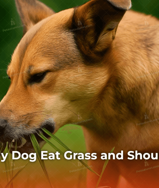 Why Does My Dog Eat Grass and Should I Worry?