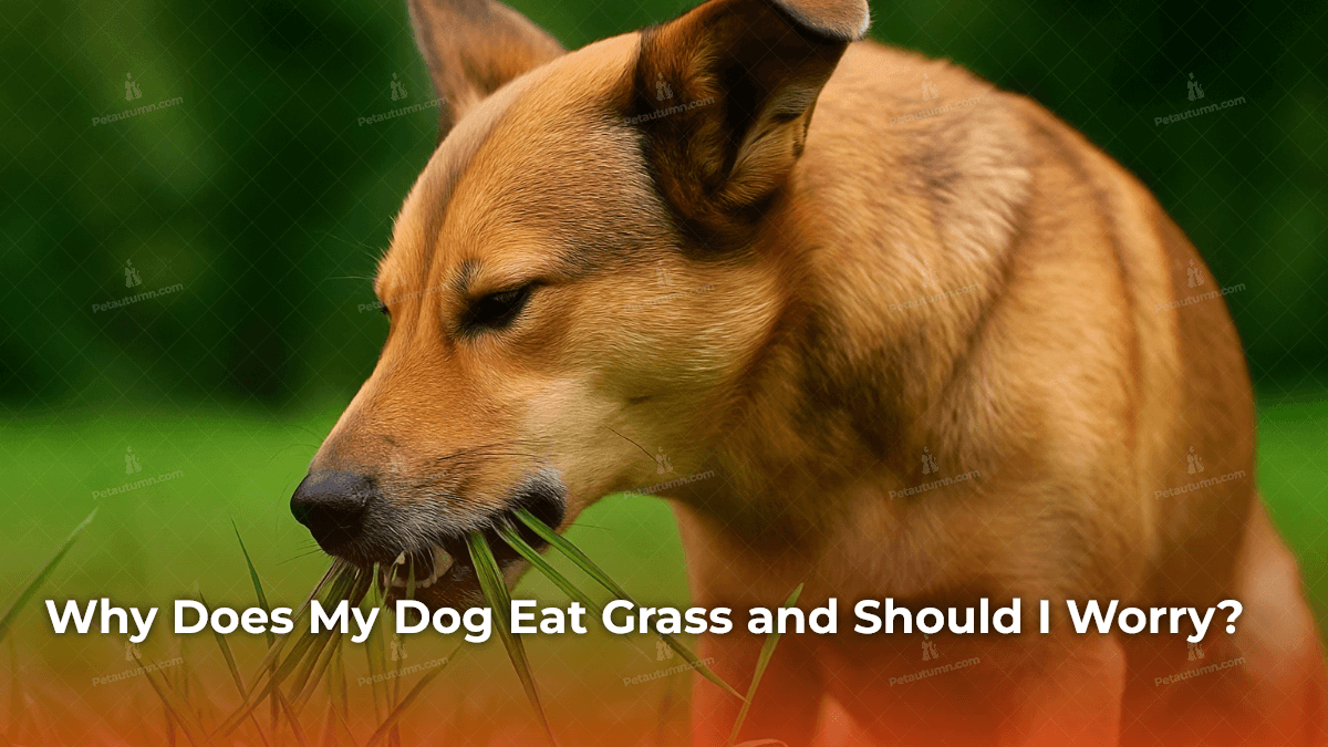 Why Does My Dog Eat Grass and Should I Worry?