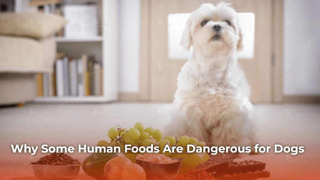 Why Some Human Foods Are Dangerous for Dogs