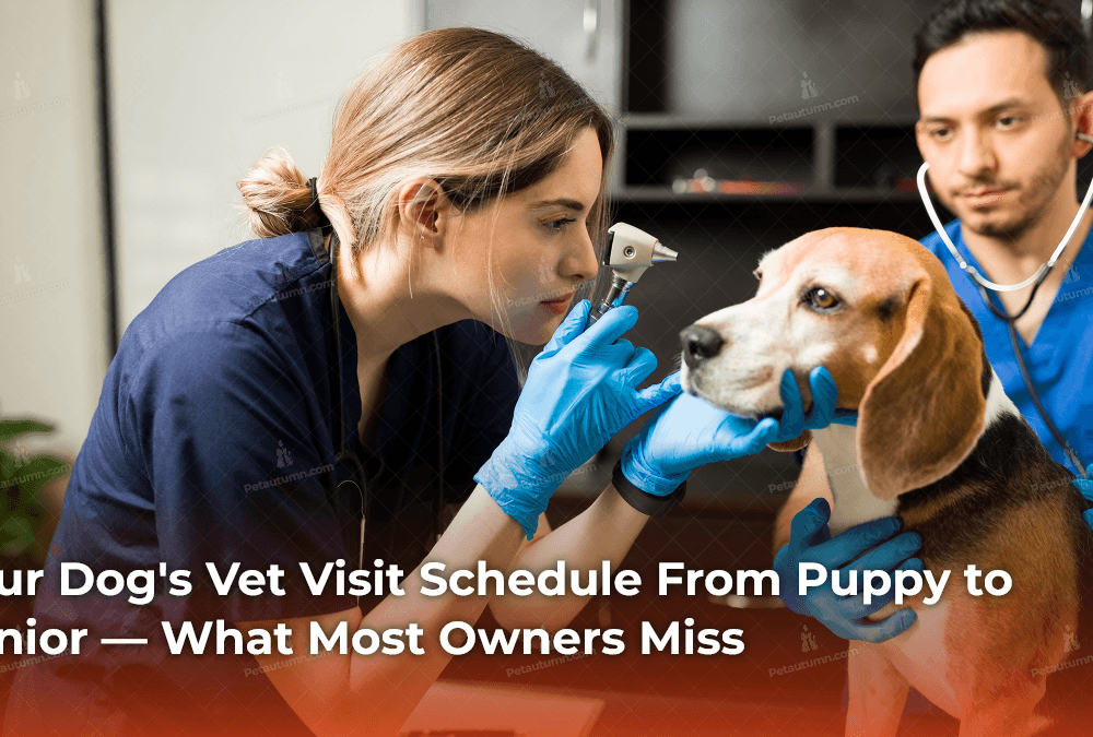Your Dog's Vet Visit Schedule From Puppy to Senior — What Most Owners Miss