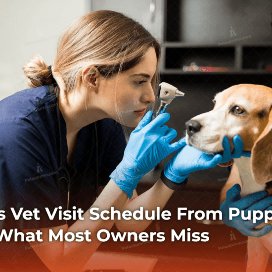 Your Dog's Vet Visit Schedule From Puppy to Senior — What Most Owners Miss