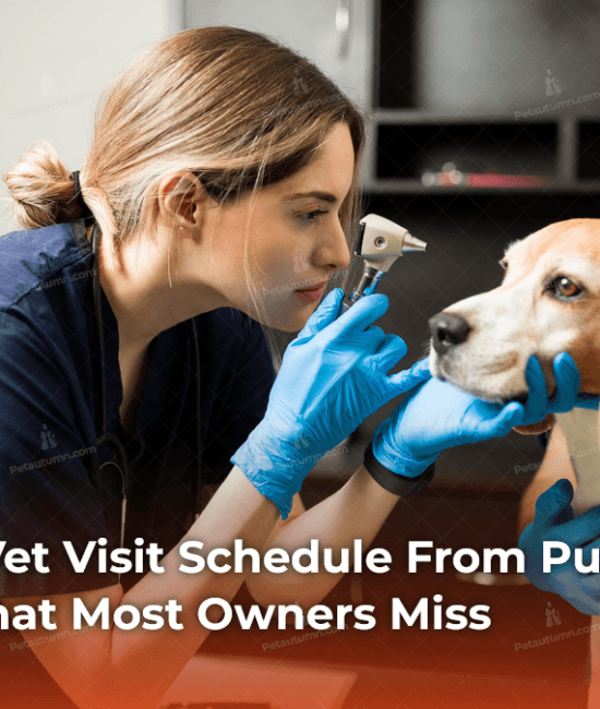 Your Dog's Vet Visit Schedule From Puppy to Senior — What Most Owners Miss