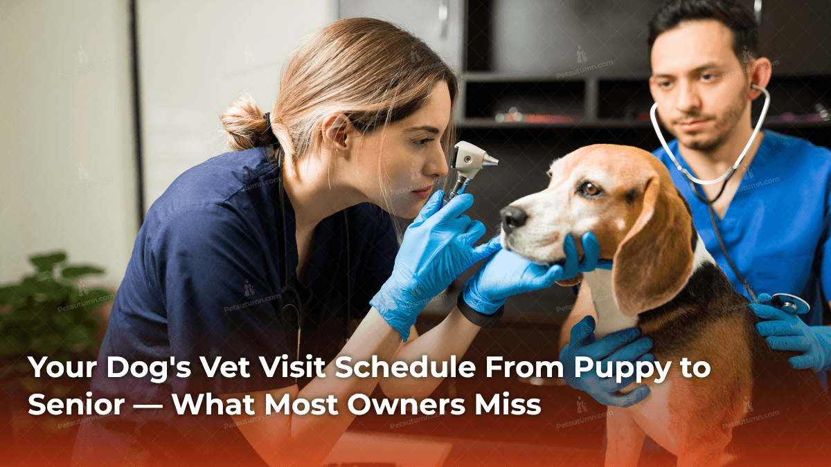 Your Dog’s Vet Visit Schedule From Puppy to Senior — What Most Owners Miss
