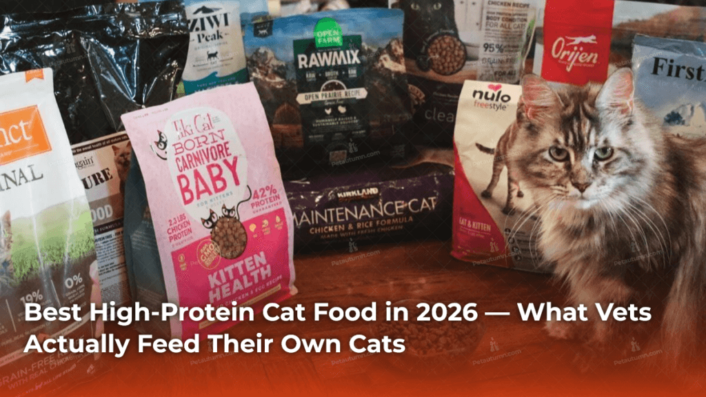 Best High-Protein Cat Food 2026 — Vet Picks