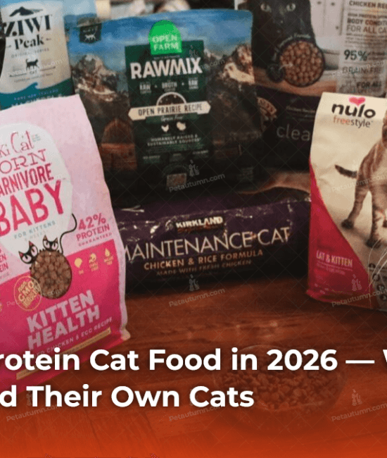 best-high-protein-cat-food-in-2026-what-vets-actually-feed-their-own-cats