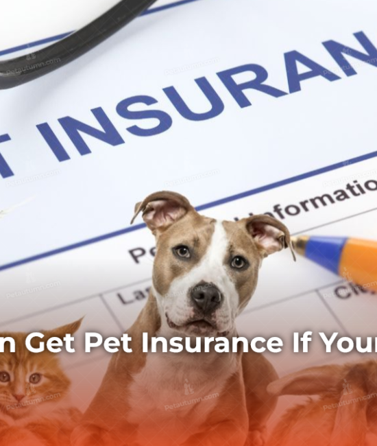 can-you-even-get-pet-insurance-if-your-dog-has-diabetes