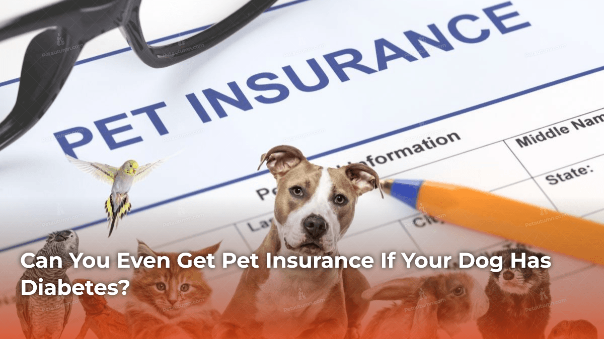 can-you-even-get-pet-insurance-if-your-dog-has-diabetes