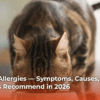 cat-food-allergies-symptoms-causes-and-what-vets-recommend-in-2026