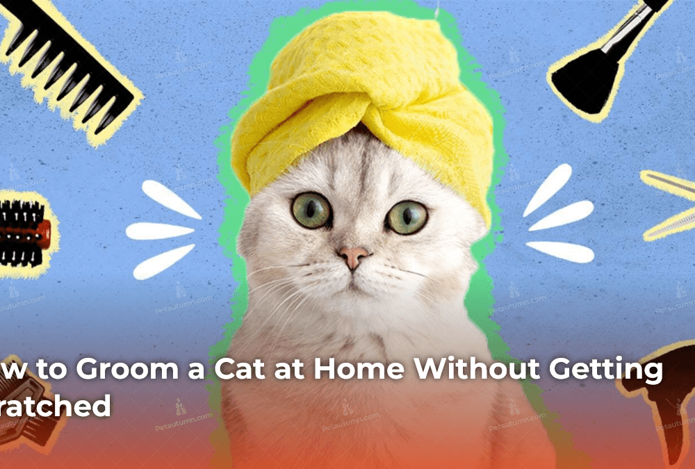 how-to-groom-a-cat-at-home-without-getting-scratched