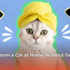 how-to-groom-a-cat-at-home-without-getting-scratched