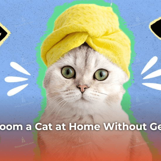 how-to-groom-a-cat-at-home-without-getting-scratched