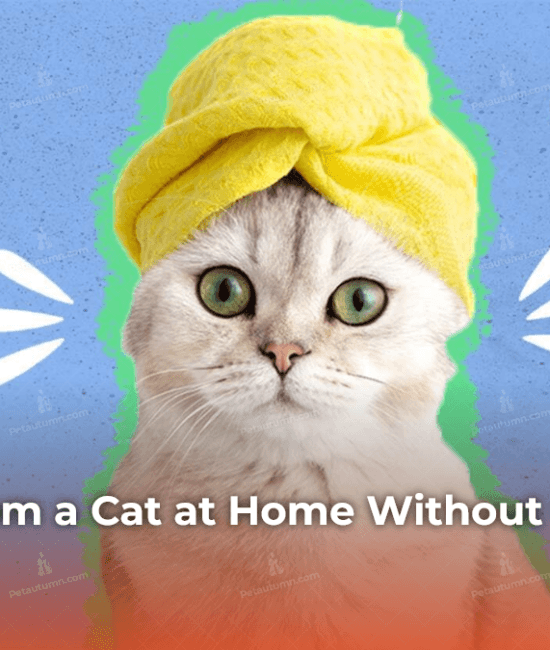 how-to-groom-a-cat-at-home-without-getting-scratched