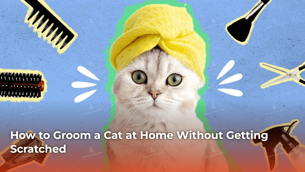how-to-groom-a-cat-at-home-without-getting-scratched