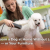 how-to-groom-a-dog-at-home-without-losing-your-mind-or-your-furniture