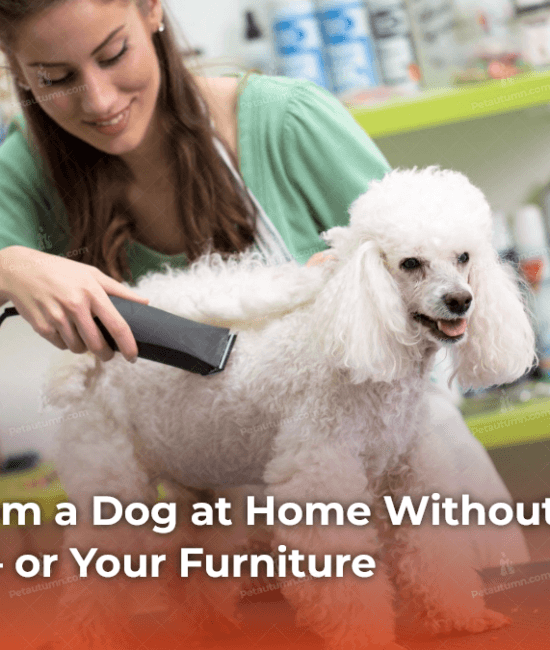 how-to-groom-a-dog-at-home-without-losing-your-mind-or-your-furniture