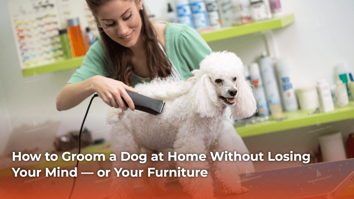 how-to-groom-a-dog-at-home-without-losing-your-mind-or-your-furniture
