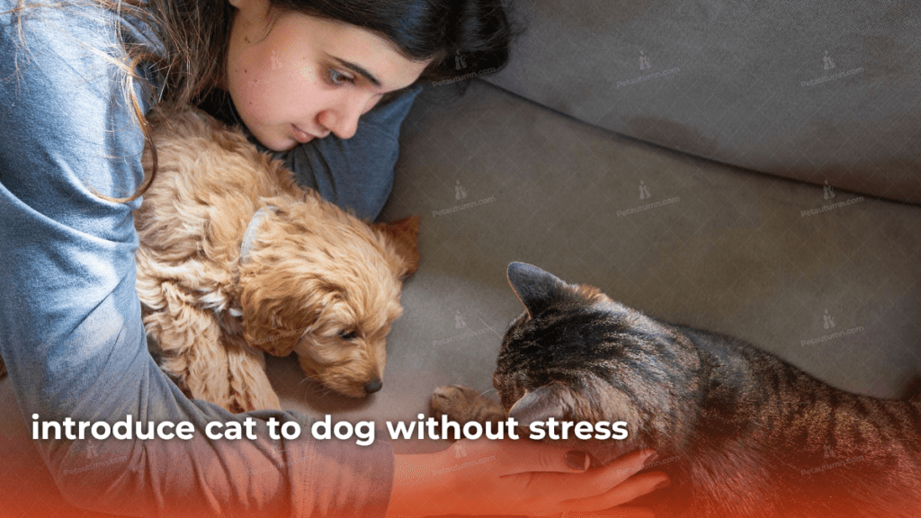 introduce cat to dog without stress