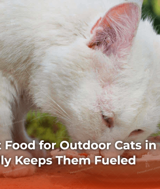 the-best-cat-food-for-outdoor-cats-in-2026-what-actually-keeps-them-fueled
