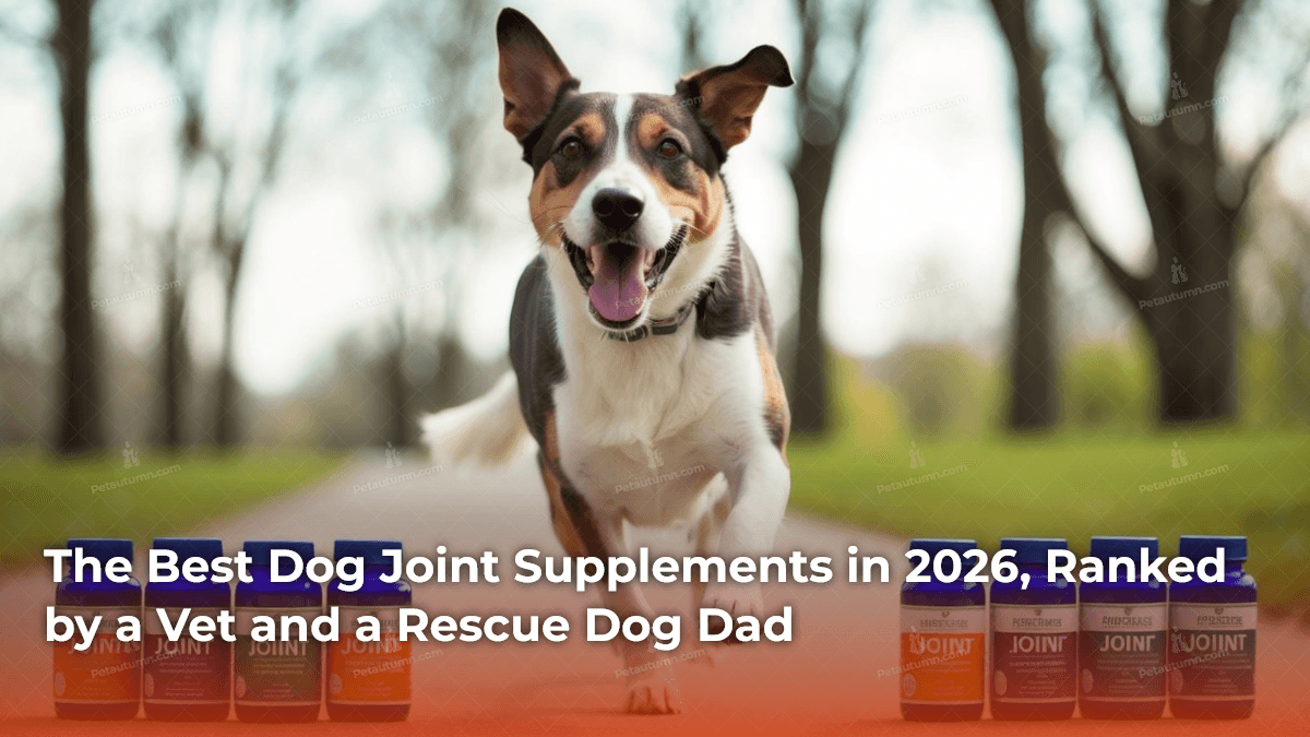 the-best-dog-joint-supplements-in-2026-ranked-by-a-vet-and-a-rescue-dog-dad