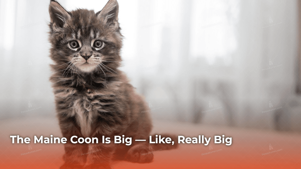 the-maine-coon-is-big-like-really-big