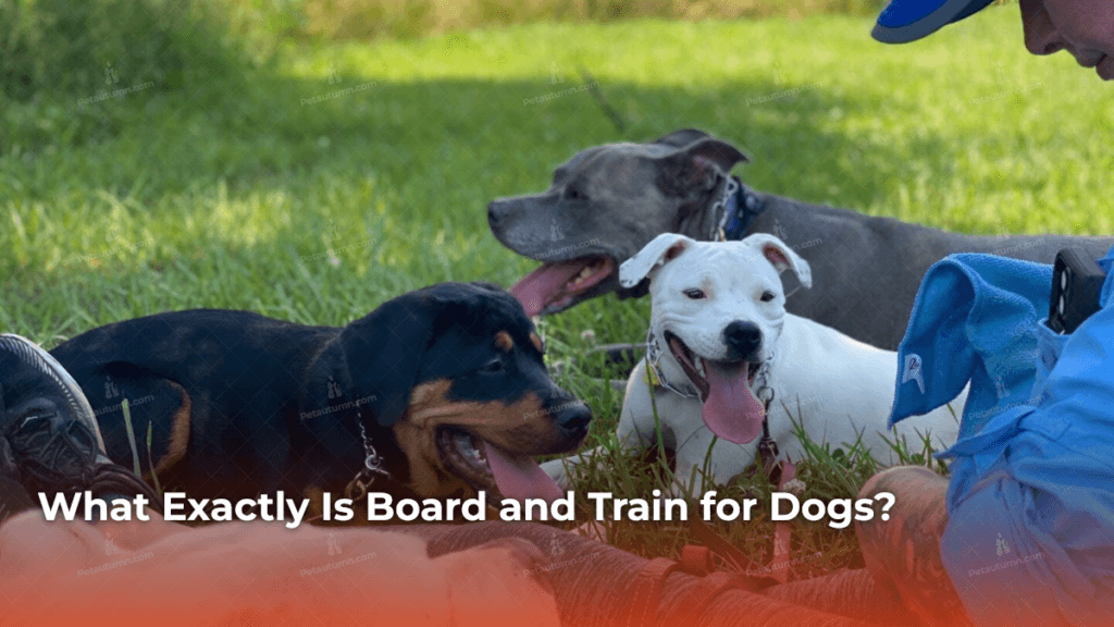 what-exactly-is-board-and-train-for-dogs