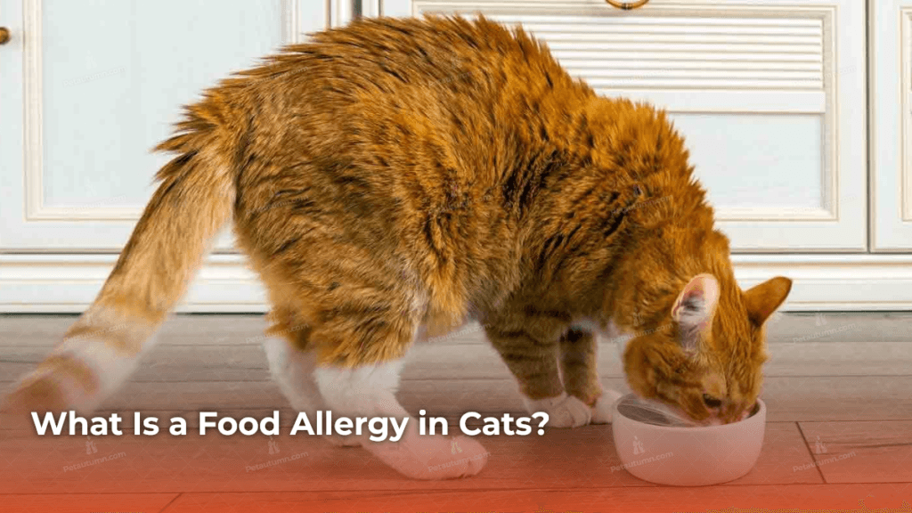 what-is-a-food-allergy-in-cats