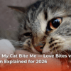 why-does-my-cat-bite-me-love-bites-vs-aggression-explained-for-2026